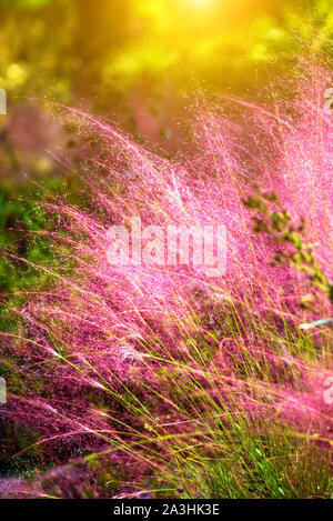 Rosa Muhly erba. Di un bel colore rosa Muhlenbergia capillari. Estate, Autunno colori. Foto Stock