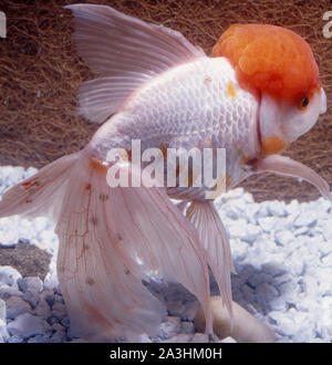 Oranda goldfish (Carassius auratus) colpiti da "pidocchio malattie ittiche' (Argulus sp.) in acquario Foto Stock