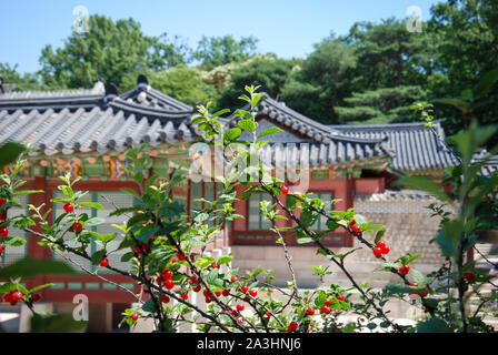 Villaggio Coreano e bacche rosse in primo piano. Foto Stock