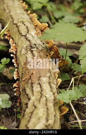 Gloeophyllum sepiarium o arrugginito senza branchie plypore cresce sugli alberi Foto Stock