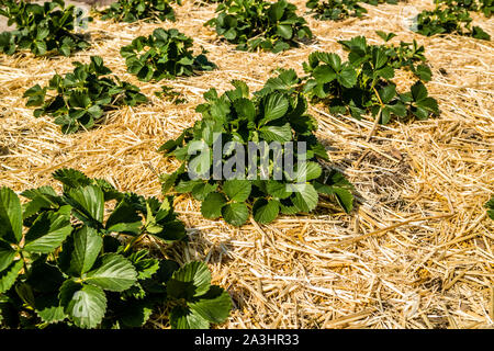 Piante di fragola in giardino Foto Stock