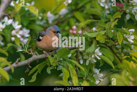 Fringuello maschio- Fringilla coelebs posatoi su Apple Blossom. Molla. Foto Stock