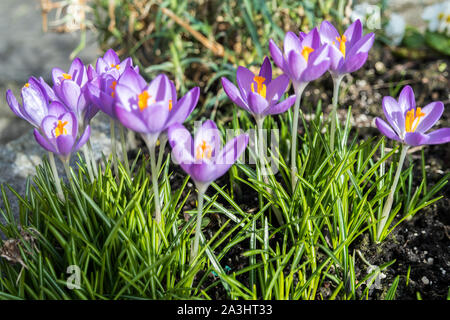 Crochi in primavera Foto Stock