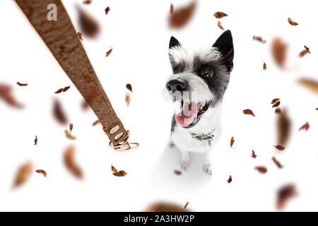 Cane barboncino in attesa per il proprietario di giocare e andare a fare una passeggiata con il guinzaglio, isolati su sfondo bianco in autunno o in autunno con foglie Foto Stock