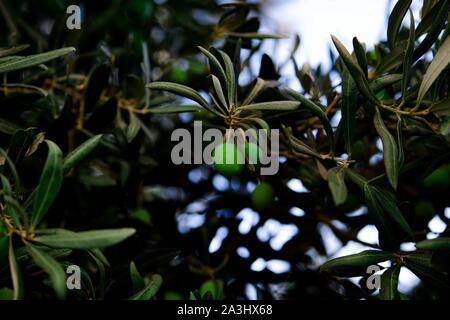 Albero di olivo ramo con frutti maturi. Turchia, Izmir. Foto Stock