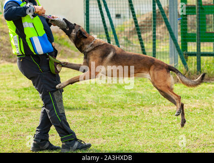 Addestramento del cane morde un oggetto nelle mani del trainer. Foto Stock