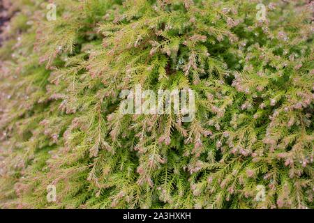 Thuja occidentalis 'Congabe' / Fire Chief American arborvitae. Foto Stock