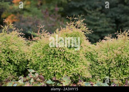 Thuja occidentalis 'Congabe' / Fire Chief American arborvitae. Foto Stock