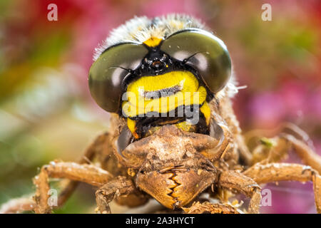 Colore fotografia macro di Golden inanellato dragonfly (Cordulegaster boltonii) parzialmente emerse dalla sua ninfa di pelle. Foto Stock