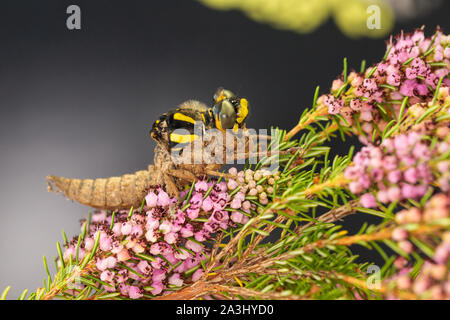 Colore fotografia macro di Golden inanellato dragonfly (Cordulegaster boltonii) parzialmente emerse dalla sua ninfa sulla pelle heather Foto Stock