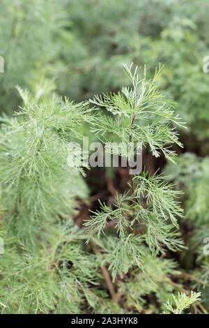 Artemisia abrotanum, il southernwood, ragazzo amore o nel sud assenzio pianta, vicino. Foto Stock