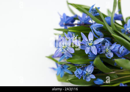 Bouquet di foresta snowdrops isolati su sfondo bianco Foto Stock