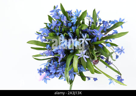 Bouquet di foresta snowdrops isolati su sfondo bianco Foto Stock