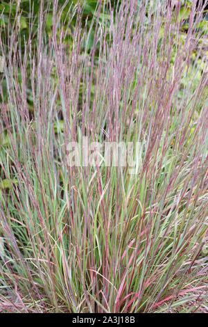 Schizachyrium scoparium 'MinnblueA" blu cielo poco bluestem erba. Foto Stock