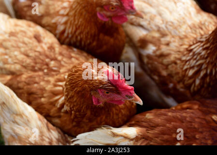 Femmina marrone polli fotografato in un gregge dal di sopra Foto Stock
