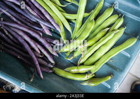 Appena raccolto fave Robin Hood, purple podded dwarf fagioli francesi e i baccelli giacente in un verde trug in plastica Foto Stock