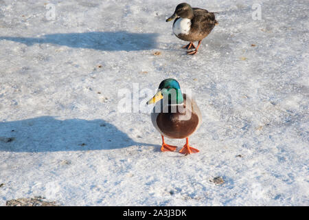 Duck su neve e ghiaccio. La fauna selvatica di uccello in inverno photo Foto Stock