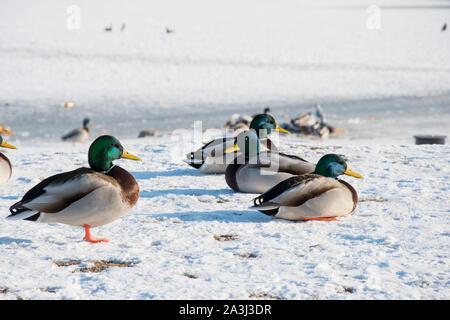 Duck su neve e ghiaccio. La fauna selvatica di uccello in inverno photo Foto Stock