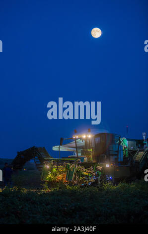 Mietitrice di pomodoro lavorando di notte sotto la luce della luna. Vegas Bajas del Guadiana, Spagna Foto Stock