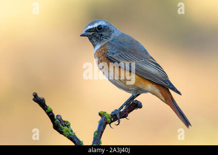 Royal redhead (Phoenicurus phoenicurus), appollaiato su un ramo su un unif. Foto Stock