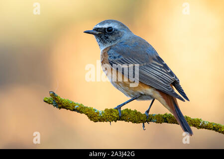 Royal redhead (Phoenicurus phoenicurus), appollaiato su un ramo su uno sfondo uniforme Foto Stock