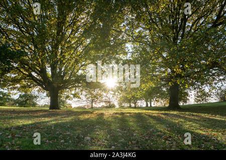 Tramonto tra gli alberi Foto Stock