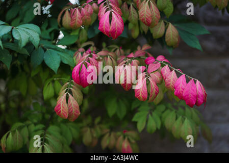 Primo piano di foglie rosse di Euonymus roveto ardente arbusto in autunno. Foto Stock