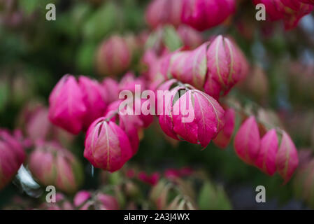 Primo piano di foglie rosse di Euonymus roveto ardente arbusto in autunno. Foto Stock