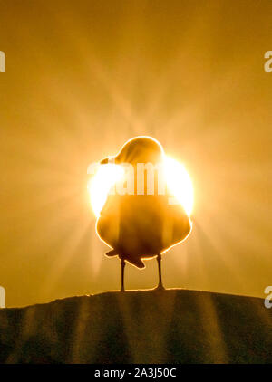 Gull in nature spotlight Foto Stock