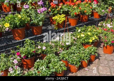 Vendita di vasi per fiori ornamentali con fiori di primavera all'aperto il mercato degli agricoltori Foto Stock