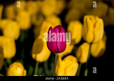 Tulipano viola sullo sfondo giallo tulipani Foto Stock