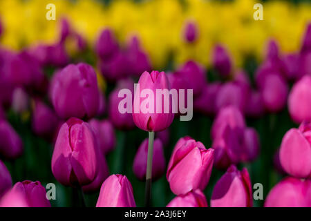 Tulipano viola a fuoco sullo sfondo tulipano viola e giallo. Foto Stock