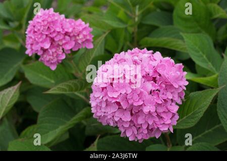 Hydrangea macrophylla 'Bailmer' infinite Estate. Foto Stock