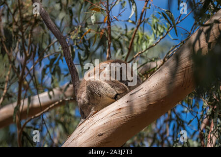 Koala (Phascolarctos cinereus) su Kangaroo Island, Sud Australia Foto Stock