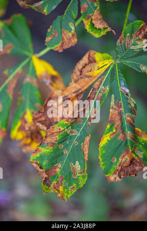 Ippocastano foglie (Aesculus hippocastanum). Chiazze di foglia. Causate da funghi (Guignardia aesculi). Colorato ma non danneggiando seriamente. Foto Stock