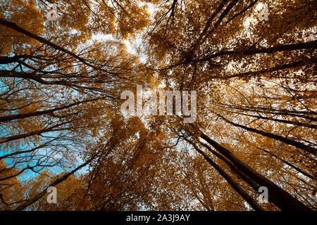 In autunno gli alberi da sotto Foto Stock