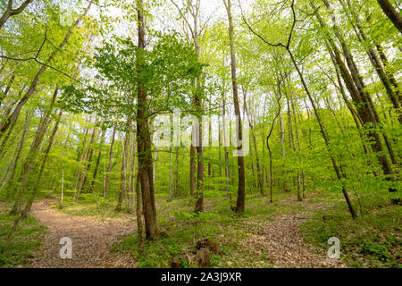 Il percorso nella foresta Foto Stock