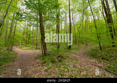 Il percorso nella foresta Foto Stock
