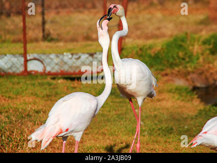 Una coppia di maggiore fenicotteri (Phoenicopterus roseus) Foto Stock