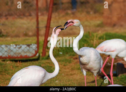 Una coppia di maggiore fenicotteri (Phoenicopterus roseus) Foto Stock
