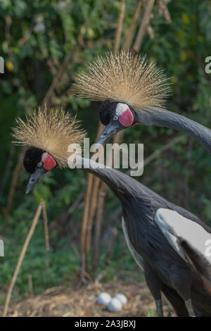 Nero, nero-cervice o West African Crowned Crane (p. Balearica pavonina). Coppia adulta, in piedi, proteso il collo e la testa. Vicino a maschio diritto, femmina . Foto Stock