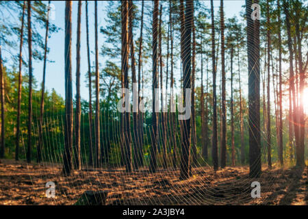 Spider Web illuminata dal sole nella foresta di autunno. Estate Indiana, ultimi giorni caldi di autunno Foto Stock