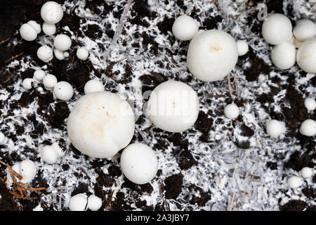 I funghi fatti in casa e micelio crescendo, coltivati su una fattoria, vista dall'alto, sfondo naturale Foto Stock