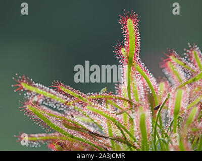Dettaglio della collana Pattern & texture di verde e rosso e Cape sundew, (Drosera capensis) piante carnivore con sfondo semplice in Cumbria,l'Inghilterra,UK Foto Stock