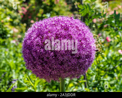 Viola amaranto globo closeup con bee Foto Stock