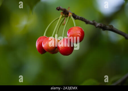 ciliegie appese sul ramo in fuoco Foto Stock