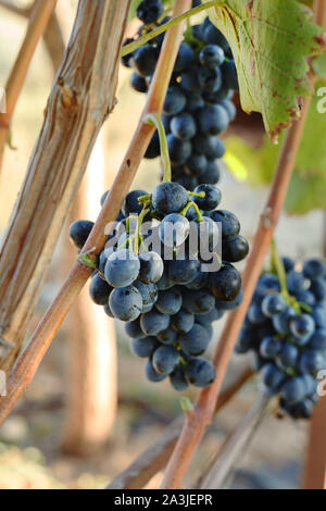 Nero grappoli di uva in vendemmia tempo per il cibo o il vino. Il Cabernet Franc e Sauvignon, Grenache uva. Foto Stock