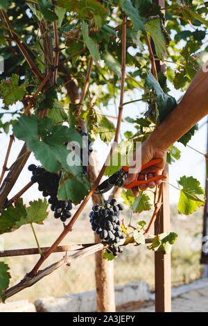 Man mano con taglio a forbice grappoli di uva in vendemmia tempo per il cibo o il vino. Il Cabernet Franc e Sauvignon, Grenache uva. Foto Stock