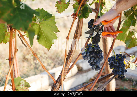 Man mano con taglio a forbice grappoli di uva in vendemmia tempo per il cibo o il vino. Il Cabernet Franc e Sauvignon, Grenache uva. Foto Stock