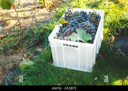 Blue uve del vitigno. Uve Cabernet in una scatola dopo il raccolto autunnale, pronto per essere utilizzato per la produzione di vino. Foto Stock